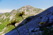 27 Doronicum grandiflorum (Doronico dai fiori grandi) nei macereti del Mandrone con vista in Corna Piana